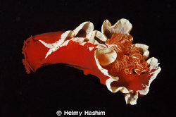 spanish dancer by Helmy Hashim 
